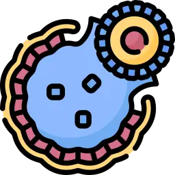 blastocyst blastocyst