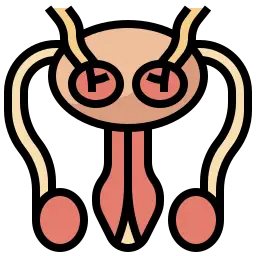 hysterectomy hysterectomy